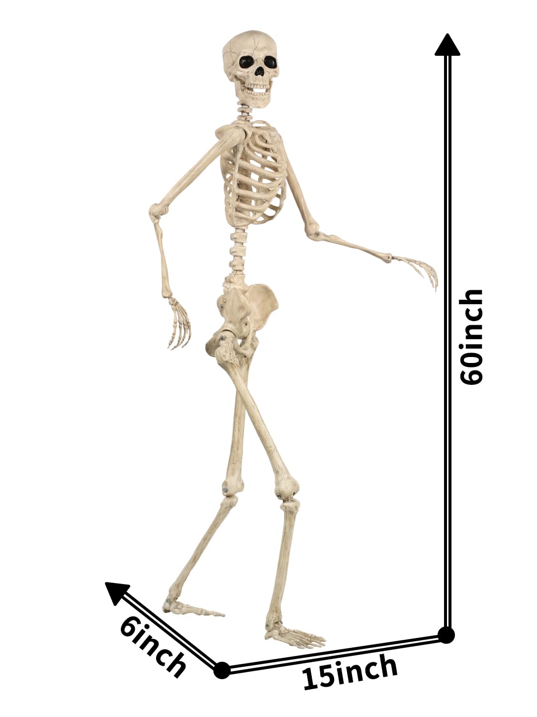 5FT Life Size Posable Skeleton C783