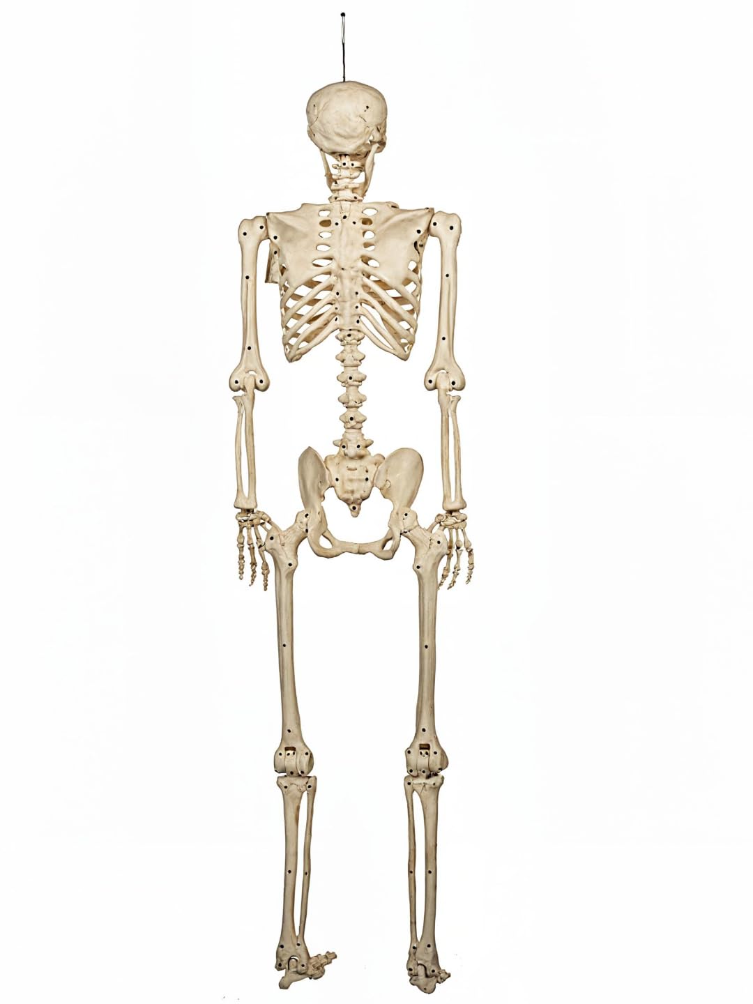 5FT Life Size Posable Skeleton C783