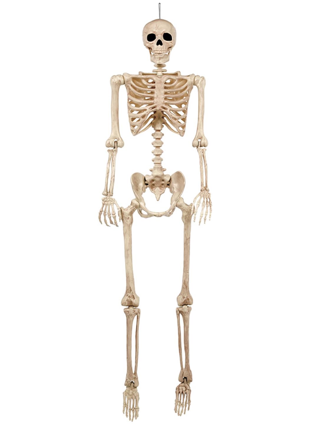 5FT Life Size Posable Skeleton C783