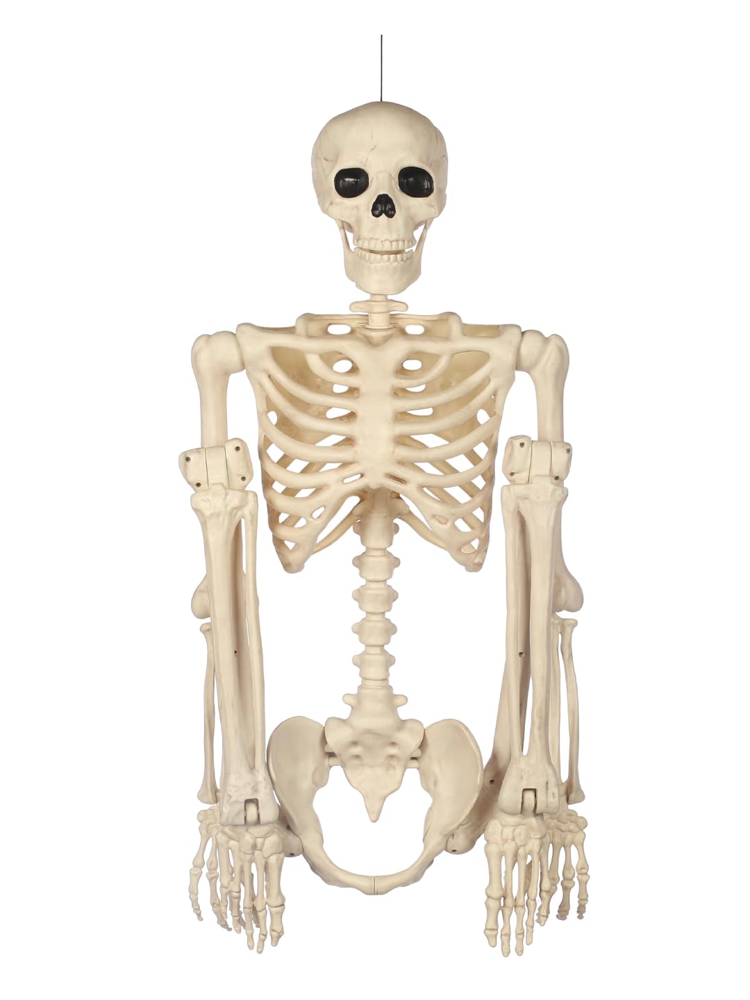 5FT Life Size Posable Skeleton C783