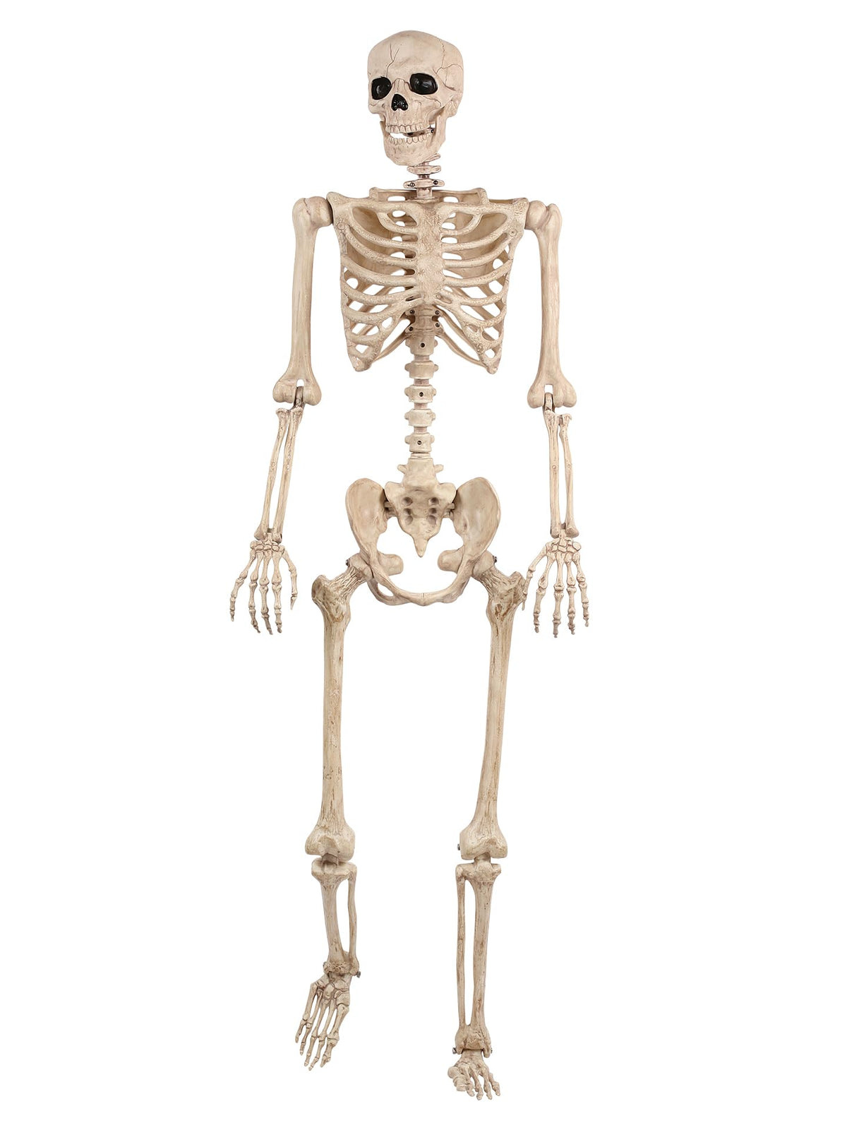5FT Life Size Posable Skeleton C783